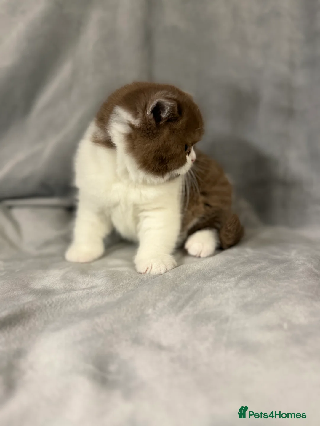 British Shorthair cats for sale: Full Pedigree Registered BSH  - Advert 24