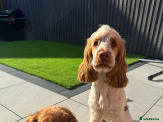 Cocker Spaniel dogs 2 beautiful cocker spaniels for rehoming - Advert 9