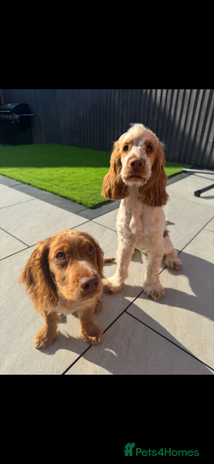 Cocker Spaniel dogs 2 beautiful cocker spaniels for rehoming - Advert 6