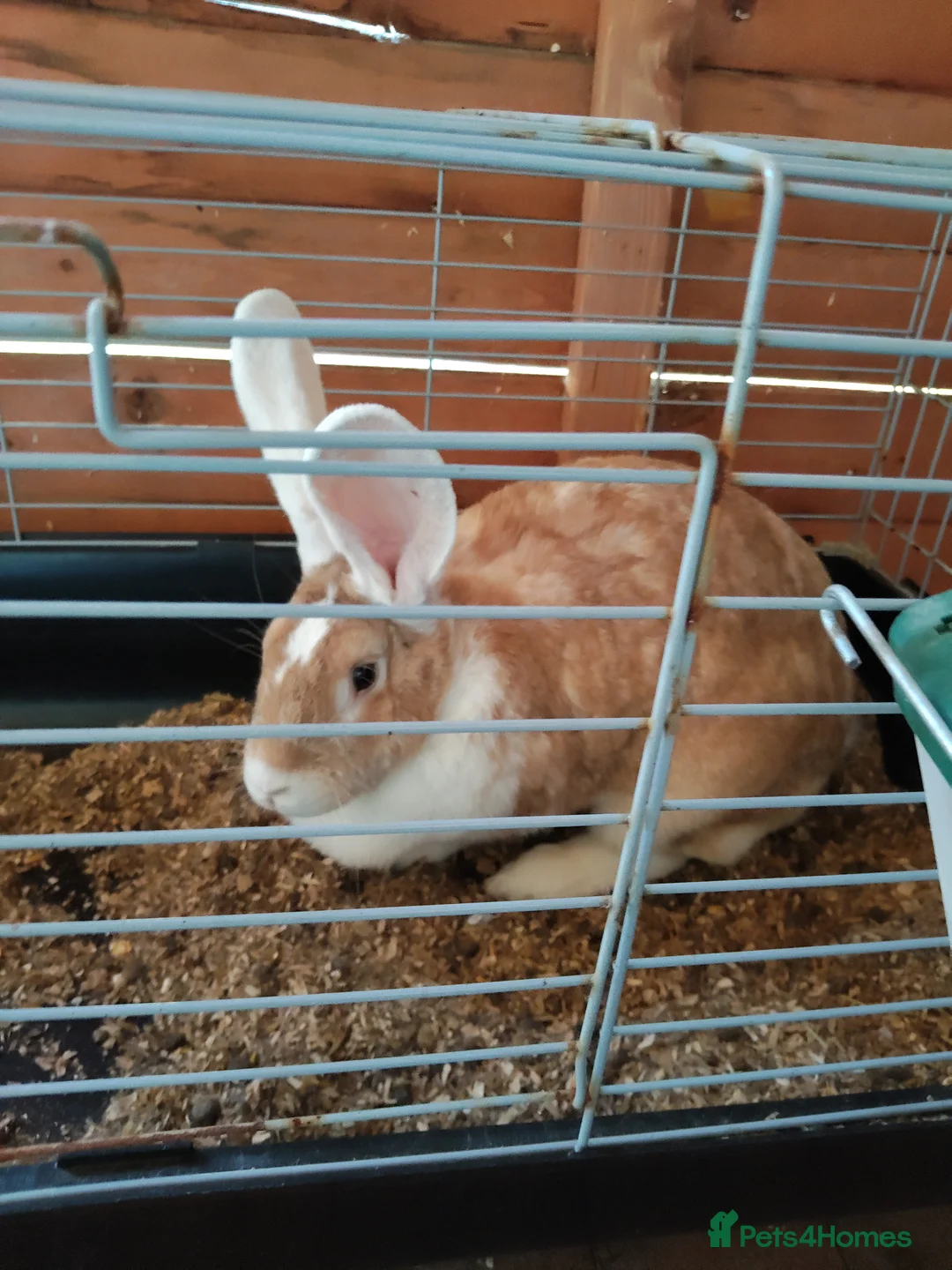 Continental Giant rabbits for sale: Adults females continental giant rabbits  - Advert 2