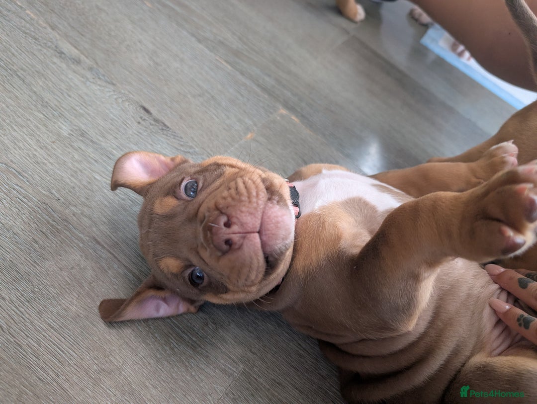 Olde English Bulldogge dogs for sale: READY NEXT WEEK! - OEB Puppies NEBBR ✅ 3rd Gen - Image 14