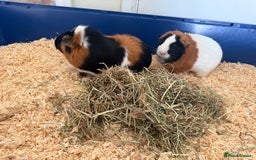 Guinea Pig rodents for sale: Two bonded female guinea pigs with cage - Image 3