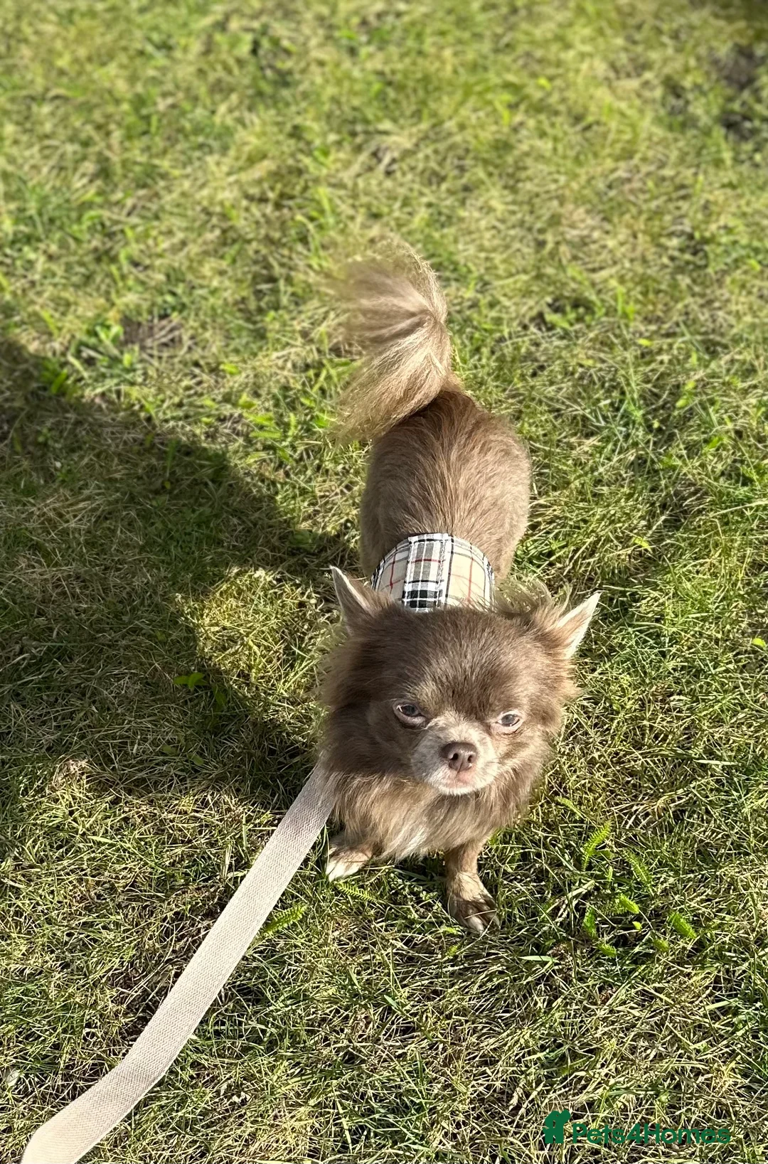 Chihuahua dogs for stud: kc lilac long haired chihuahua for Stud in South Shields - Advert 3