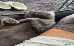 Mixed Breed cats for sale: Russian blue mix for rehome - Image 2