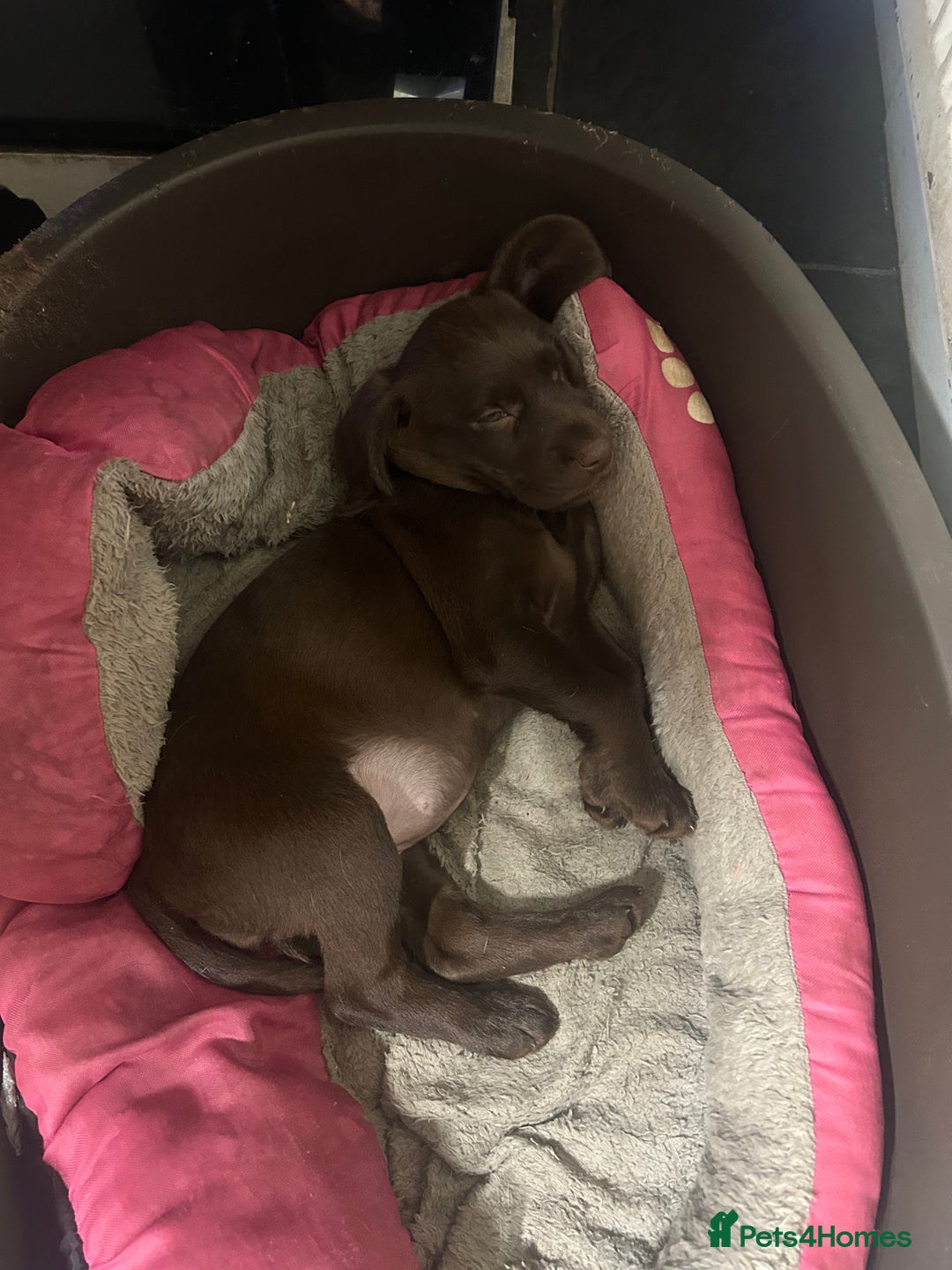 Labrador Retriever dogs for sale: Chocolate lab pup  - Image 3