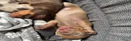 Dachshund dogs for sale: Standard Dachshund Puppies in Eye - Advert 25