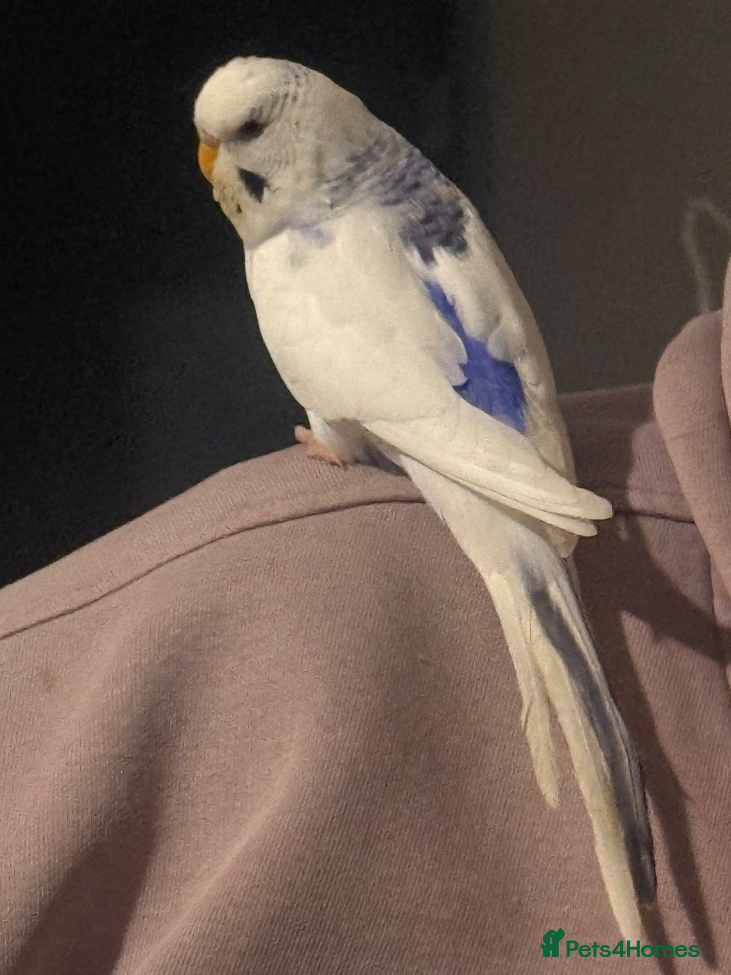 Budgerigars birds for sale: Adult & Baby Budgies Various Colours - Advert 22