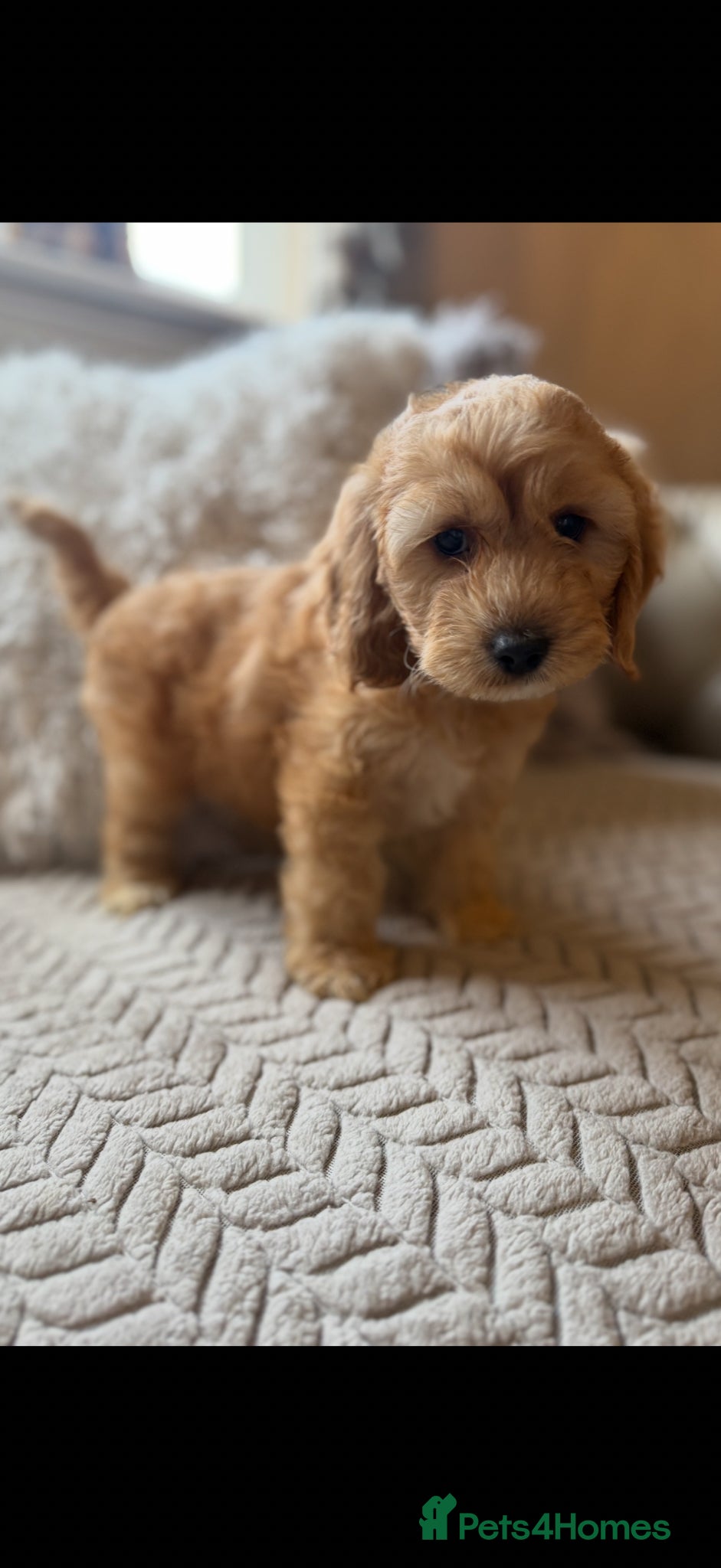 Cavapoo dogs 🌸 FULLY HEALTH TESTED, READY NOW 🌸 - Advert 2