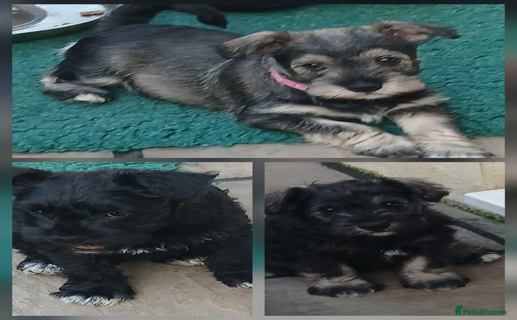 Miniature Schnauzer dogs - Advert 1