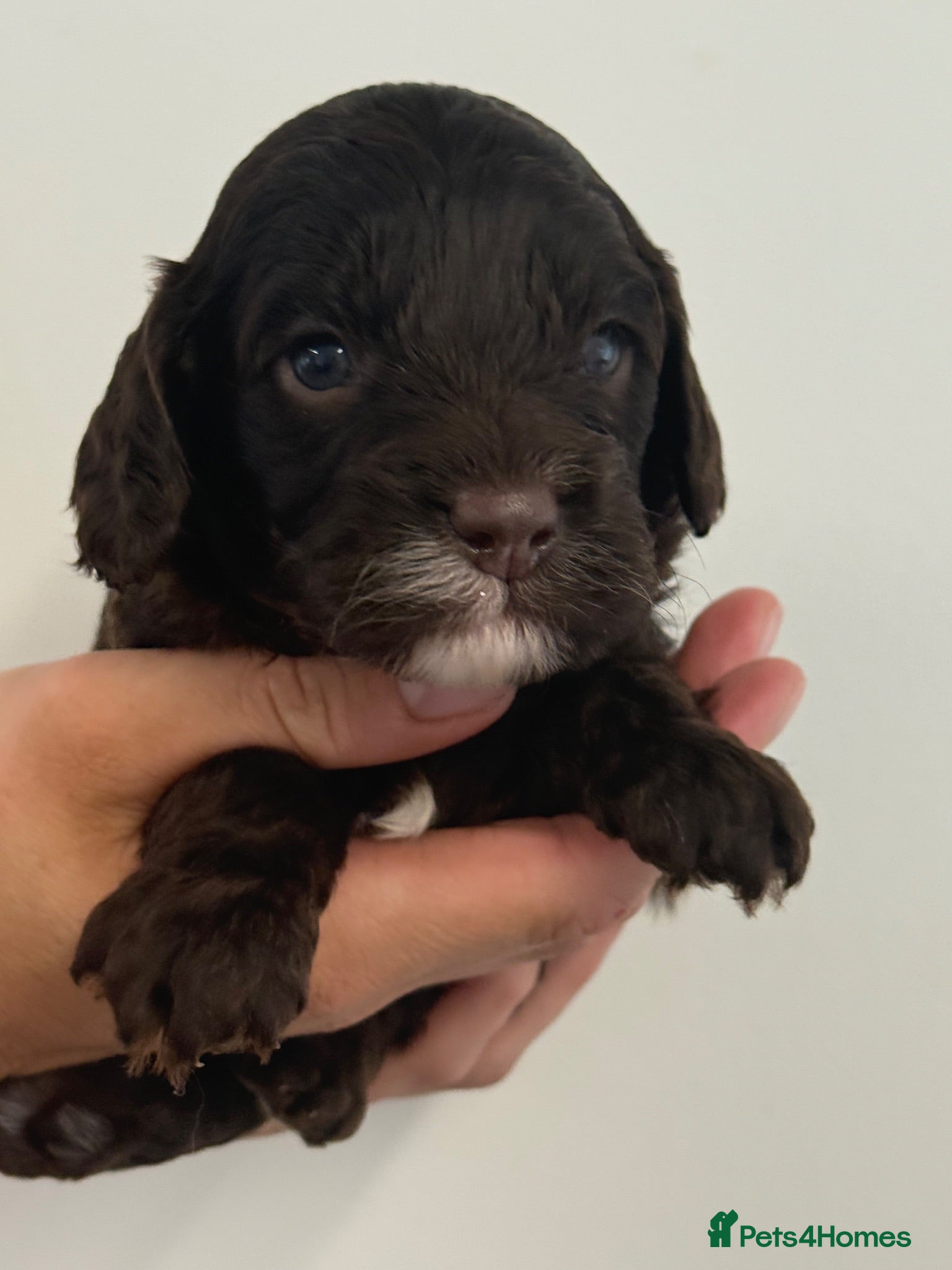 Cavapoo dogs Chocolate F1 Cavapo’s  - Advert 1