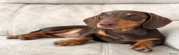 Miniature Dachshund dogs for sale: 2 x female mini dachshunds for sale in Glasgow - Advert 4