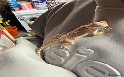 Bearded Dragon reptiles for sale: Bearded Dragon for Sale - Image 7