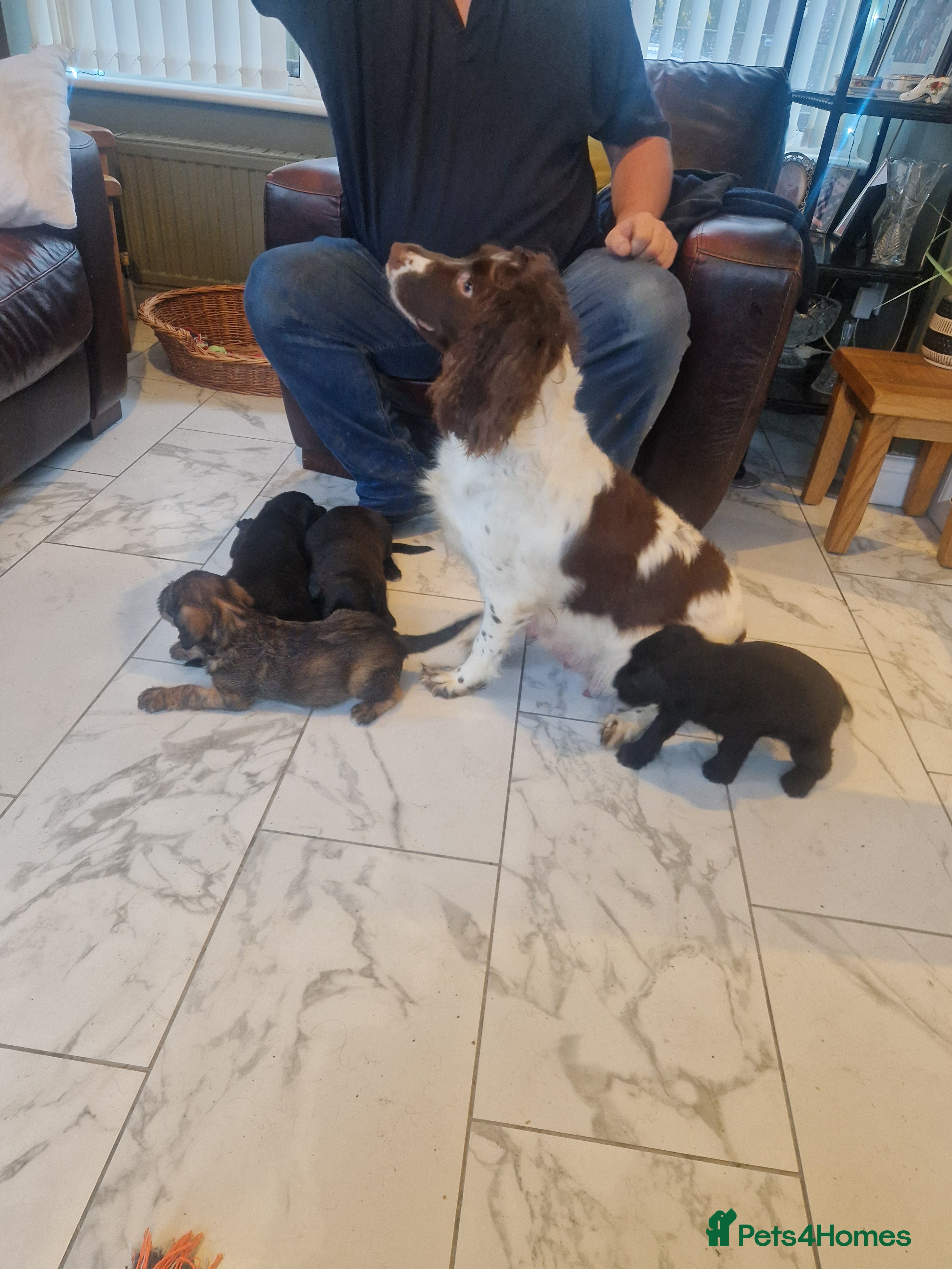 Sproodle dogs Springer spaniel x miniature poodle  - Advert 7