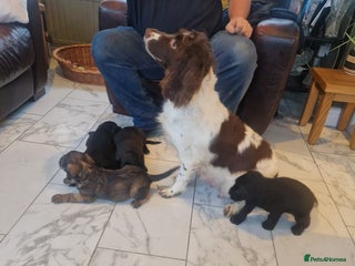 Sproodle dogs Springer spaniel x miniature poodle - Advert 1