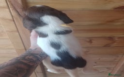 English Springer Spaniel dogs for sale: Beautiful litter of English springer spaniel pups - Image 6