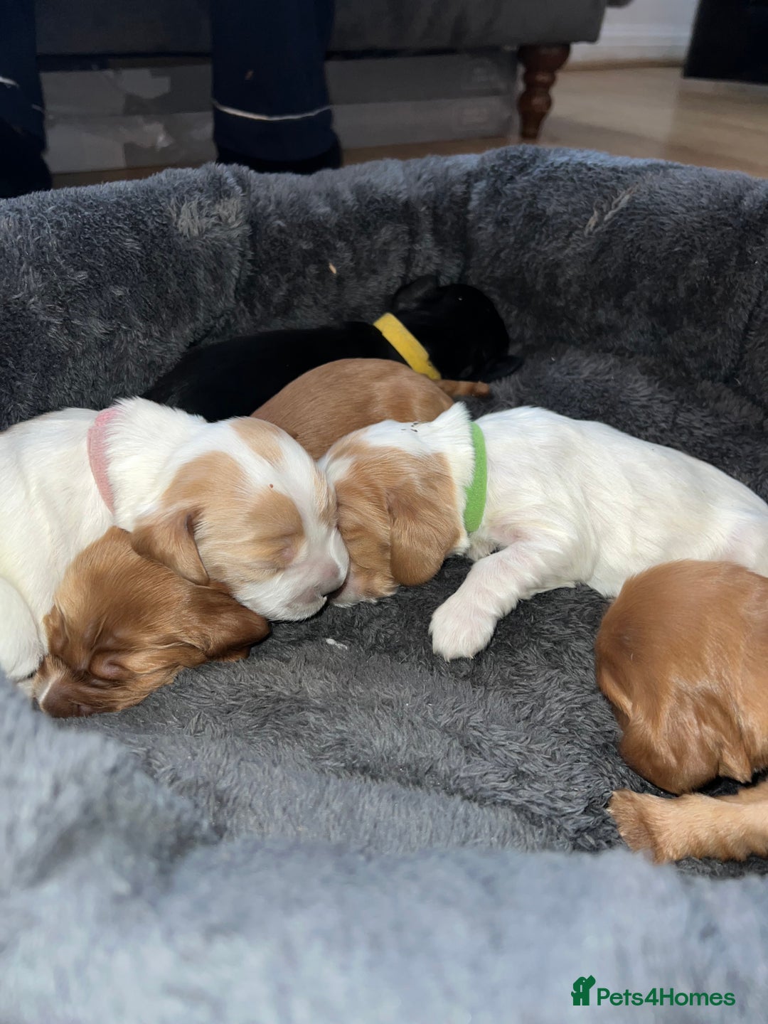 Cocker Spaniel dogs for sale: Show Cocker Spaniel Puppies - Advert 5