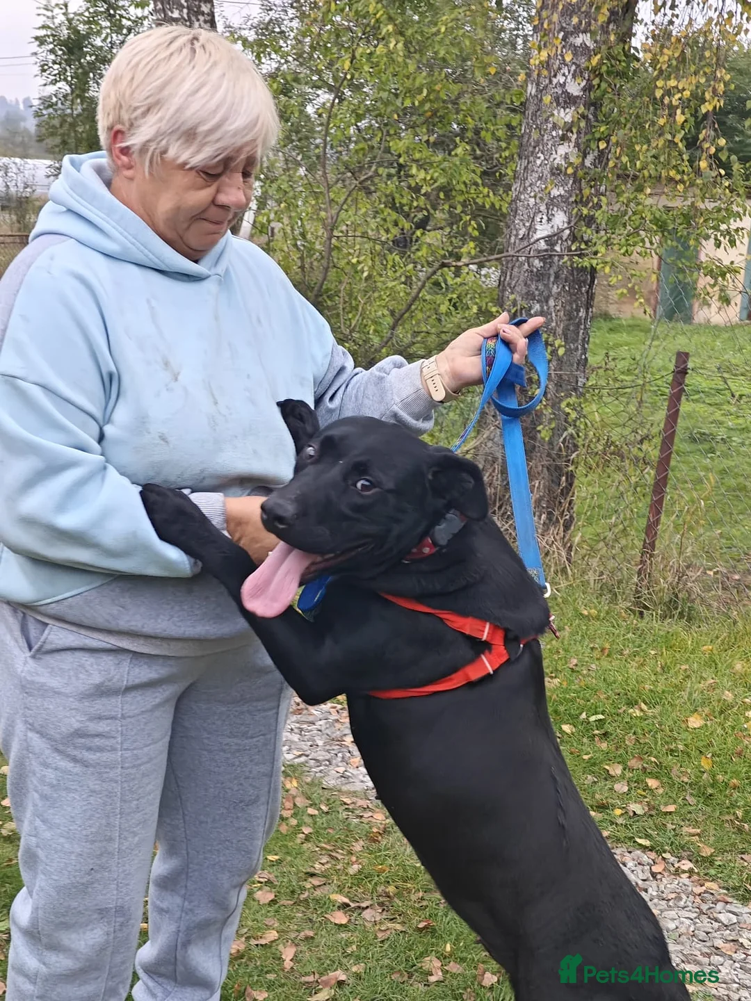 Mixed Breed dogs for adoption: 💖🐶 NICOL 🐶💖 - Advert 2