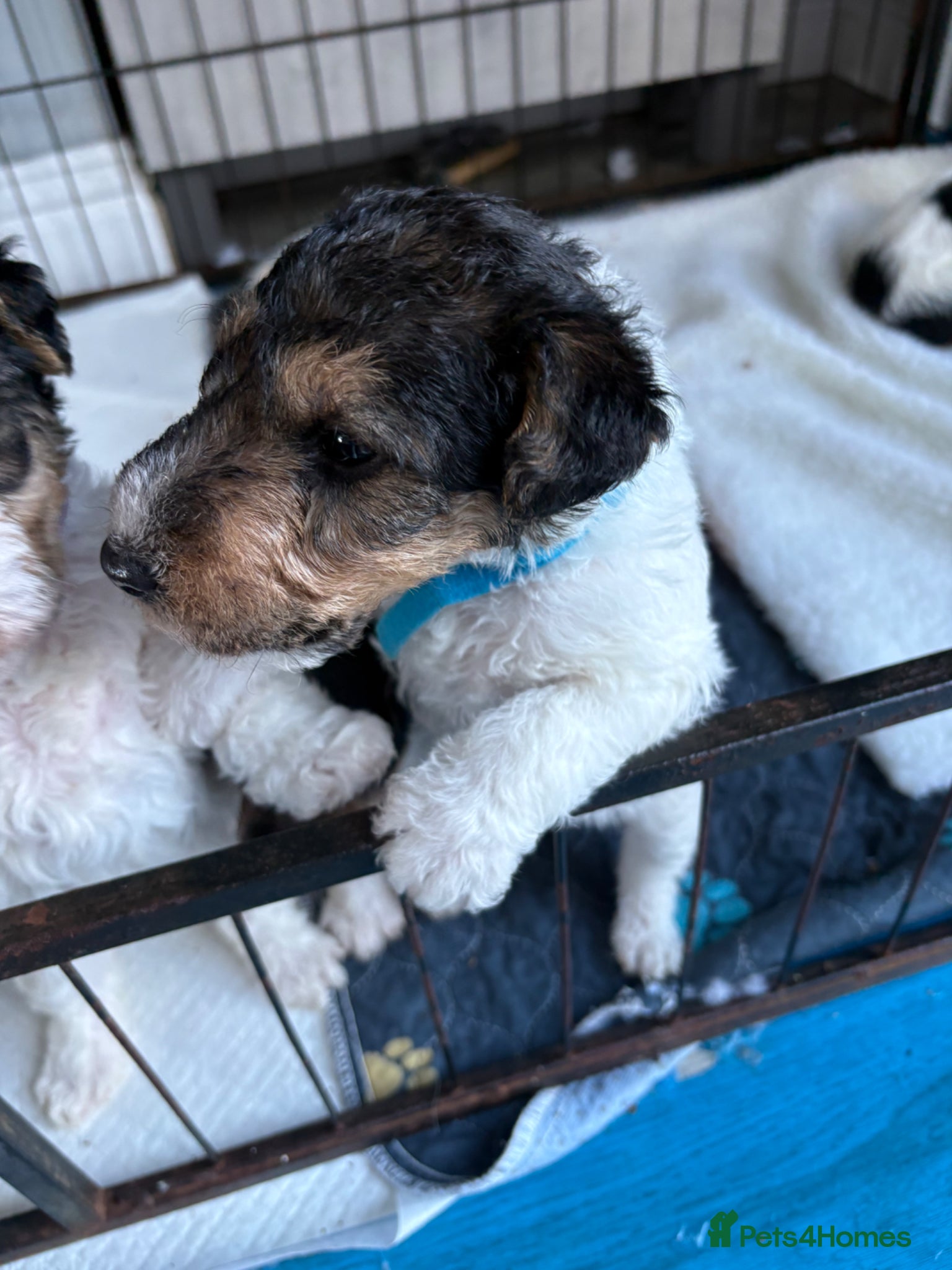 Fox Terrier dogs Wire haired fox terrier - Advert 4