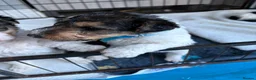 Fox Terrier dogs for sale: Wire haired fox terrier - Advert 1