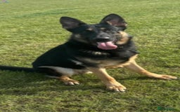German Shepherd dogs for sale: KC registered German Shepherd puppies  - Image 12