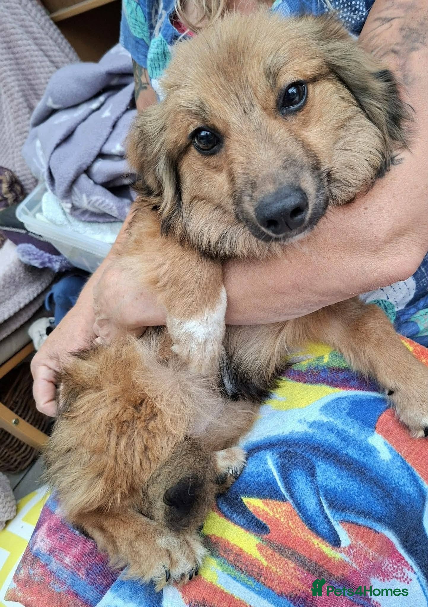 Mixed Breed dogs for adoption: Blossom for adoption in Bedford - Advert 6