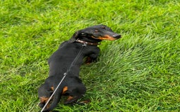 Dachshund dogs for stud: Male Dachshund for Stud - Image 5
