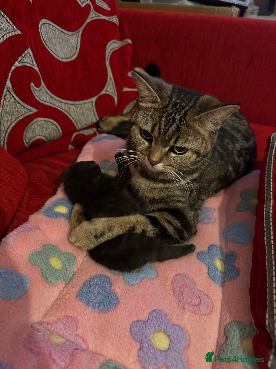 Mixed Breed cats for sale: 2 half tabby male kittens  - Advert 10