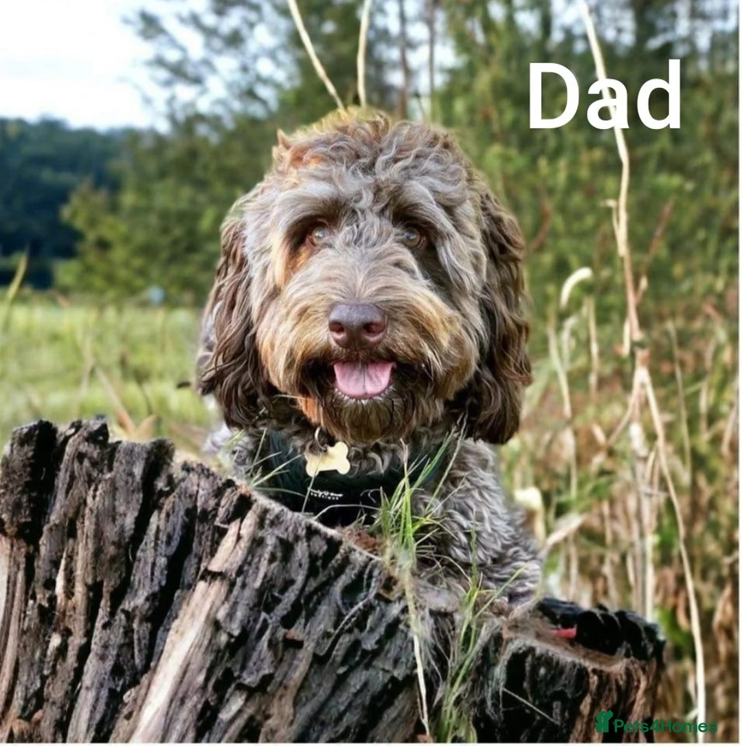 Cockapoo dogs for sale: Chocolate drops - Advert 2