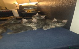 Maine Coon cats for sale: Maine Coon kittens  - Advert 4