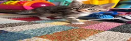 Mixed Breed cats for sale: Mixed Breed Kittens for sale - Advert 18