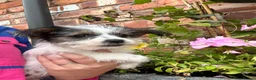 Mixed Breed dogs for sale: Beautiful Jack Russell X puppies  - Advert 7