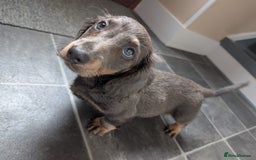 Miniature Dachshund dogs for sale: Miniature Dachshund Puppies  - Image 8