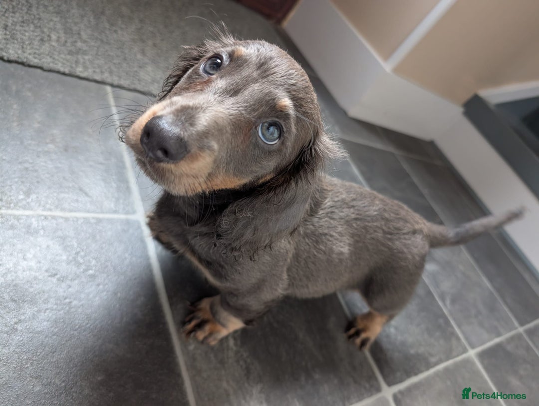 Miniature Dachshund dogs for sale: Miniature Dachshund Puppies  - Image 8