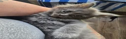 Persian cats for sale: Gorgeous Persian x Kittens Ready now  - Advert 36