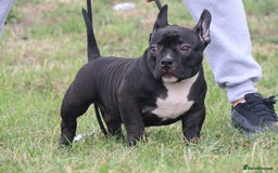 American Bully dogs for sale: American Bully pocket  - Image 2