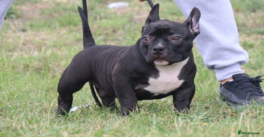 American Bully dogs - Advert 7