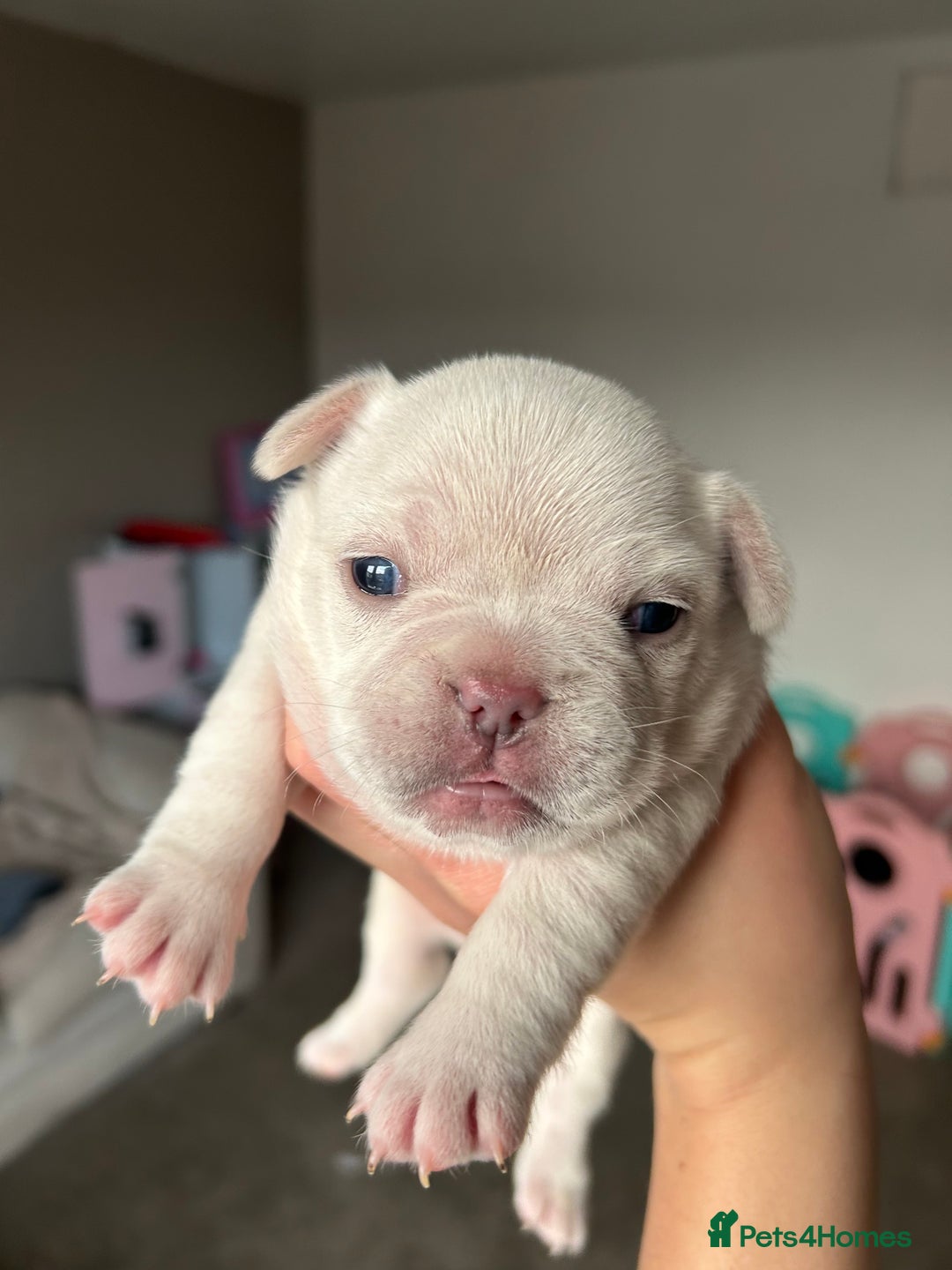 French Bulldog dogs for sale: LILAC TAN FRENCH BULLDOG PUPPY L4/L4 FLUFFY💪🏻⭐️ - Advert 4
