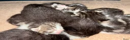 Domestic Shorthair cats for sale: Multiple litters  - Advert 12