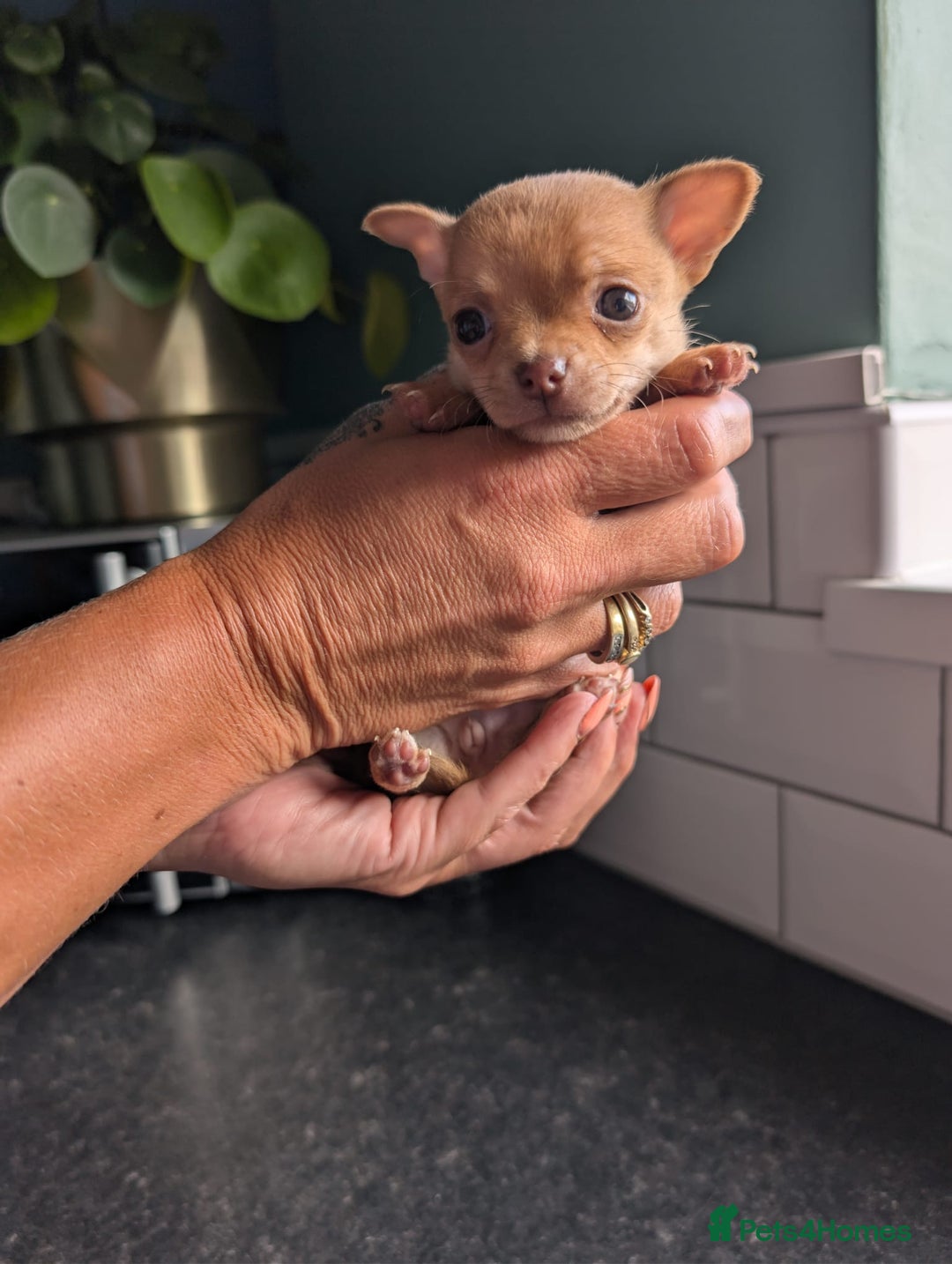 Chihuahua dogs for sale: Two chihuahua baby girls, black long haired!!!! - Image 10