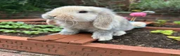 Mini Lop rabbits for sale: Mini lop boy and girl for rehoming  in Stoke-on-Trent - Advert 2