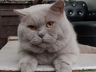 British Shorthair cats Gccf Studs Lilac Blue Blue ni Cream Bi spotted in Manchester - Advert 1
