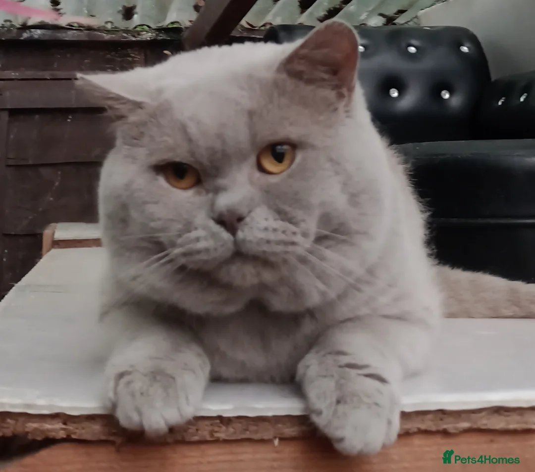 British Shorthair cats for stud: GCCF TICA STUDS/SALES DENTON MANCHESTER  - Advert 2