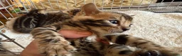 Bengal cats for sale: Outstanding Pedigree TICA Bengal Kittens - Advert 9