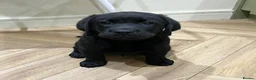 Labrador Retriever dogs for sale: 5* LICENCED LABRADOR BREEDER kc registered  - Advert 6