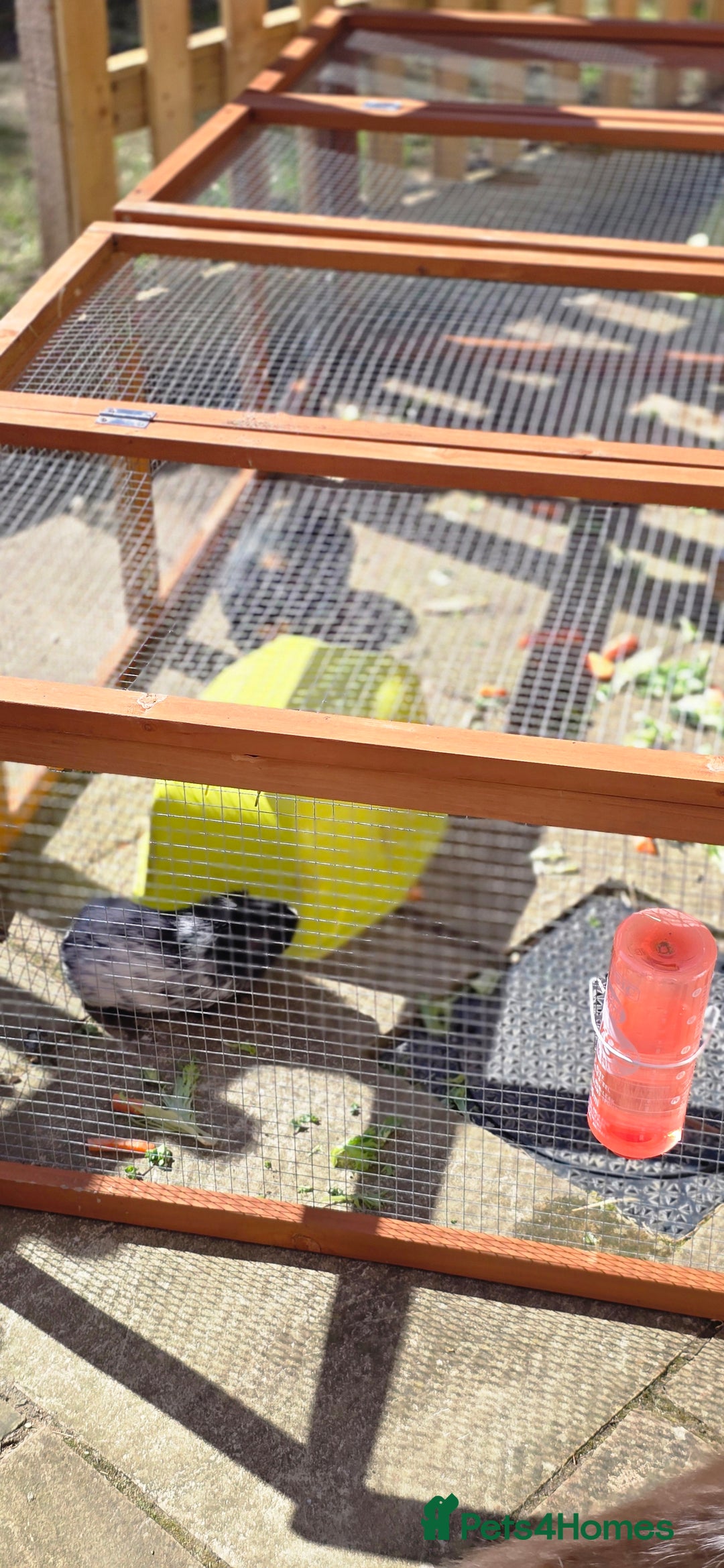 Guinea Pig rodents for sale: GIRLS AND BOYS (SINGLES AND BONDED  - Image 4
