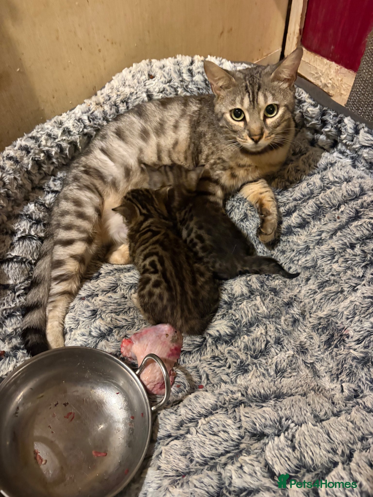Bengal cats Bengal kittens pedigreed and registered - Advert 1