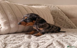 Miniature Dachshund dogs for sale: OUTSTANDING TRUE TO TYPE SMOOTH MINI DACHSHUNDS  - Image 4