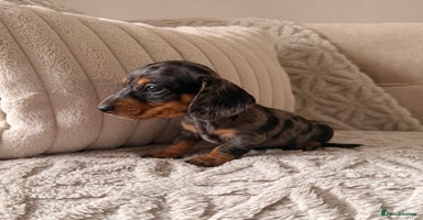Miniature Dachshund dogs - Advert 9