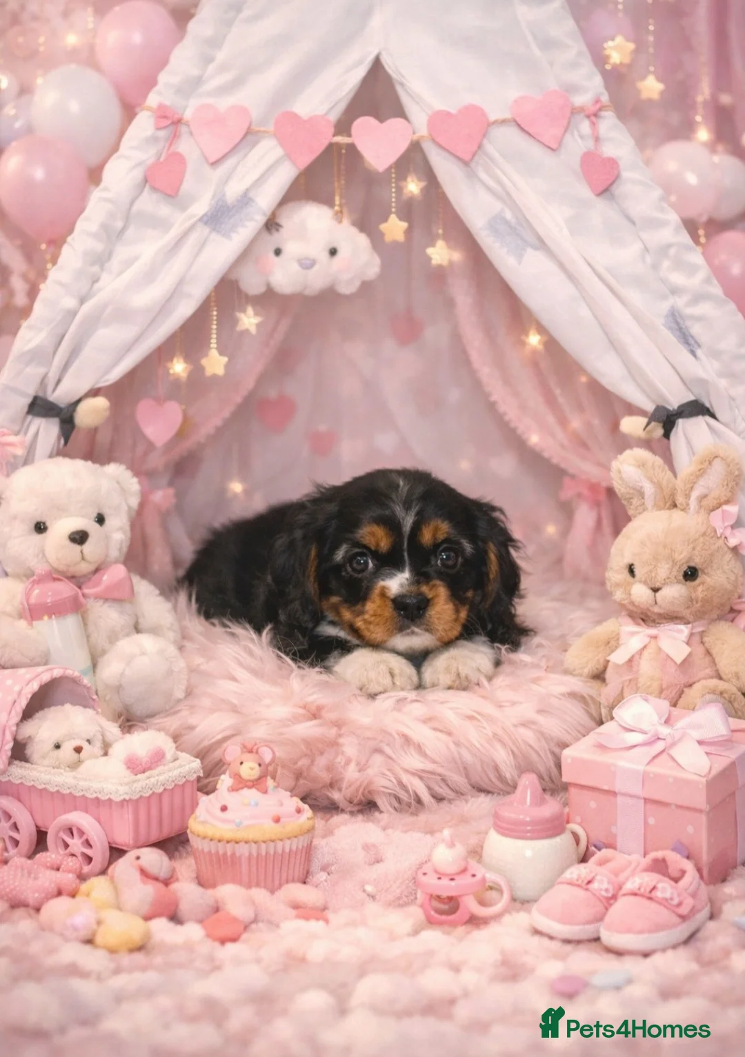 Cavalier King Charles Spaniel dogs for sale: Beautiful Cavalier Puppies available 😍  - Advert 11