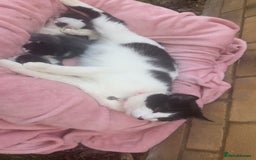 Mixed Breed cats for sale: Cute kitten  - Image 5
